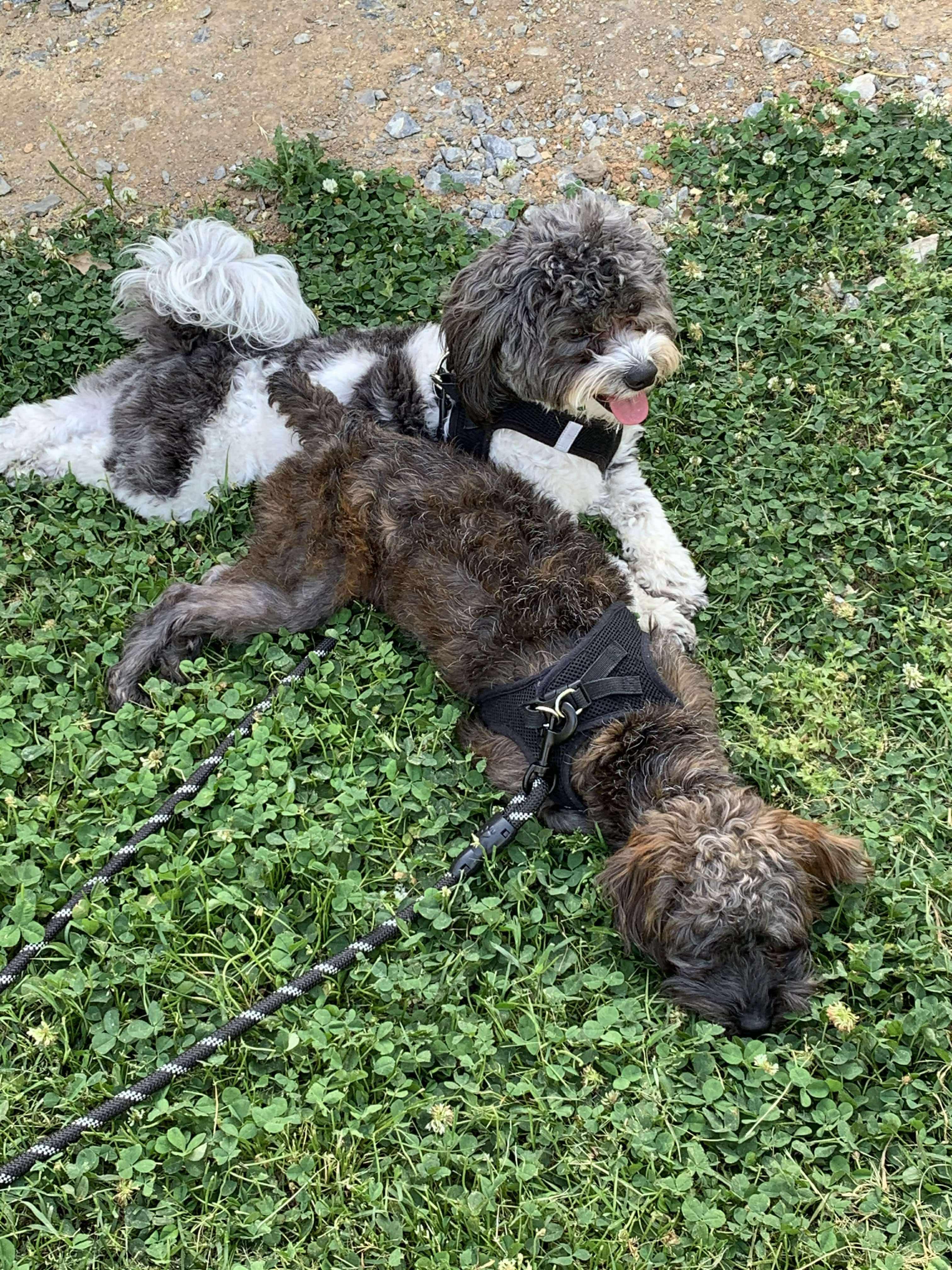 Bonded Pair Jaxon and Boomer photo 6