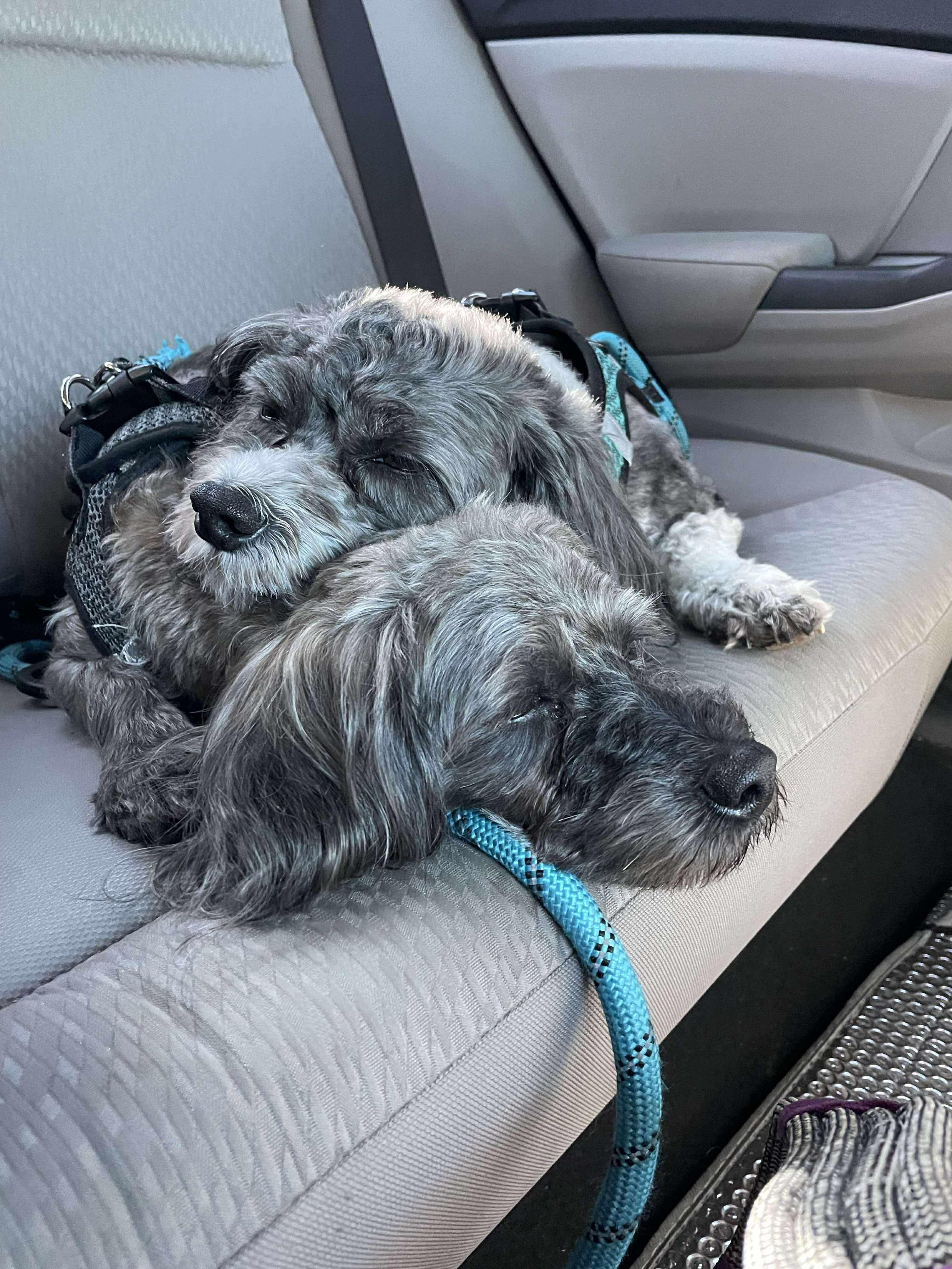 Bonded Pair Jaxon and Boomer photo 5
