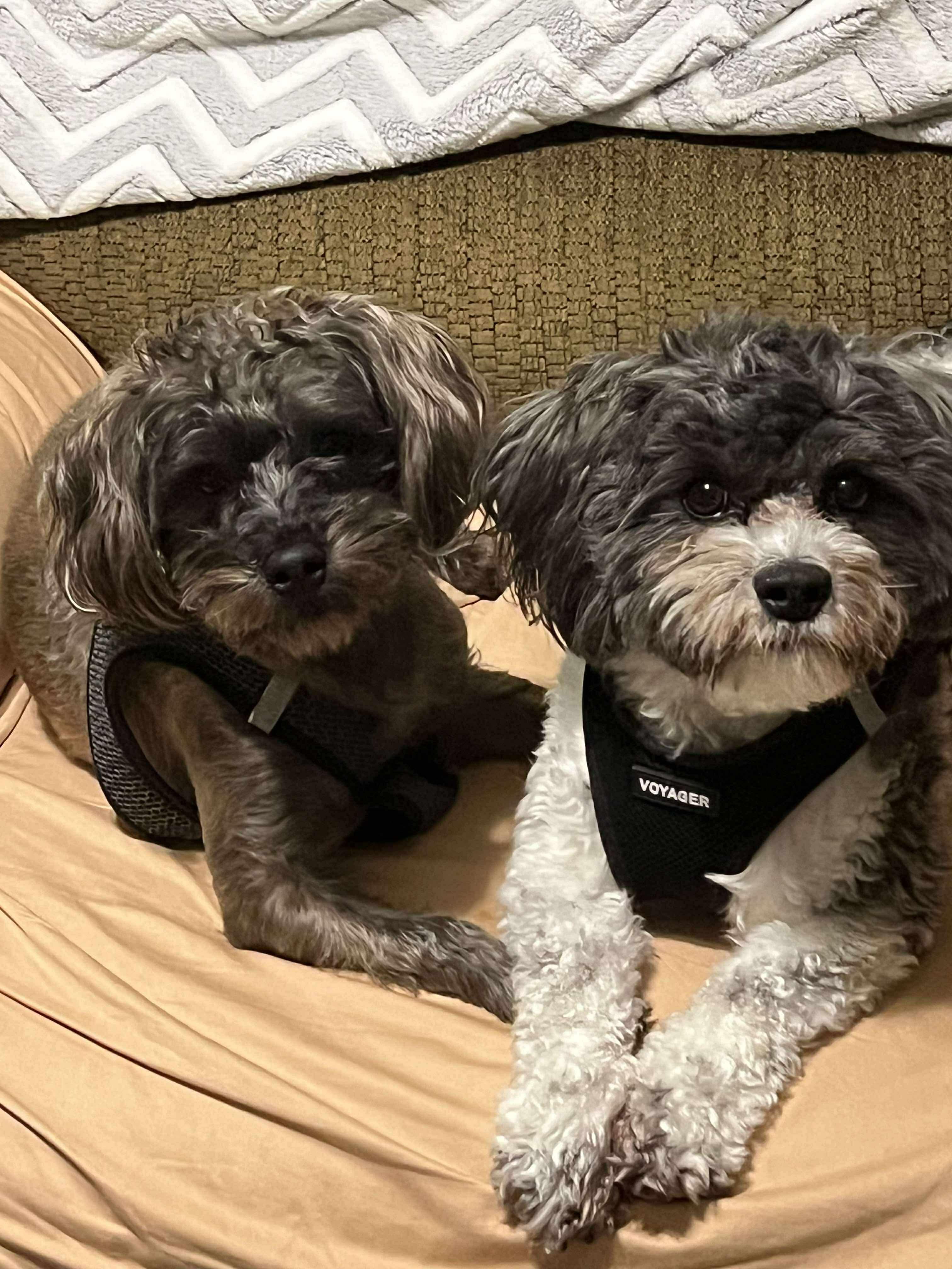 Bonded Pair Jaxon and Boomer