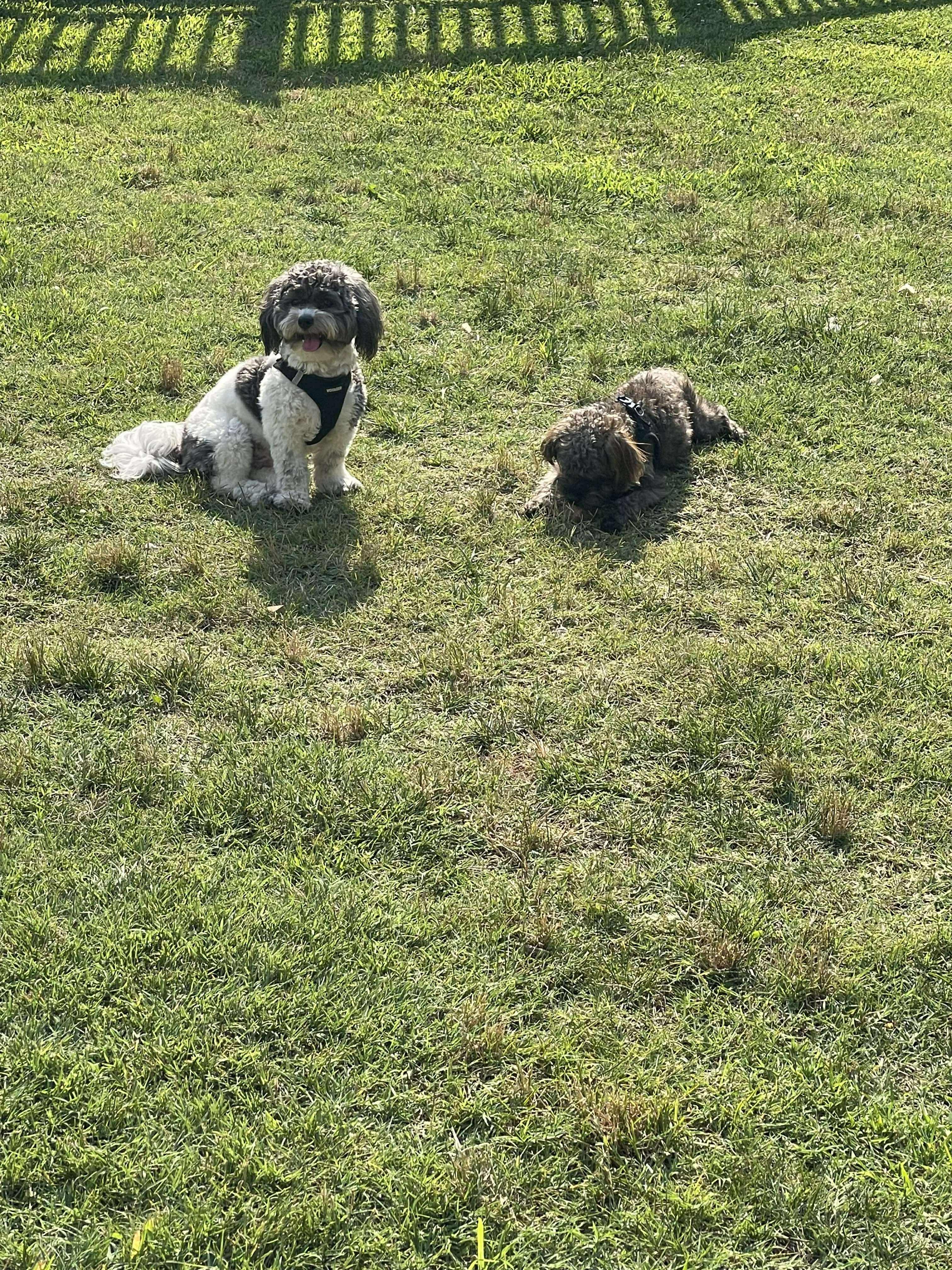 Bonded Pair Jaxon and Boomer photo 3
