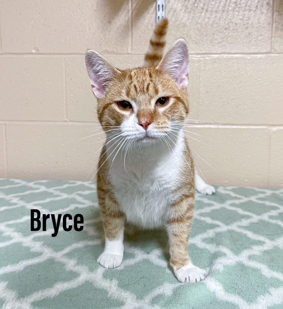 Bryce, Adoptable, Young Male Domestic Short Hair & Exotic Shorthair.