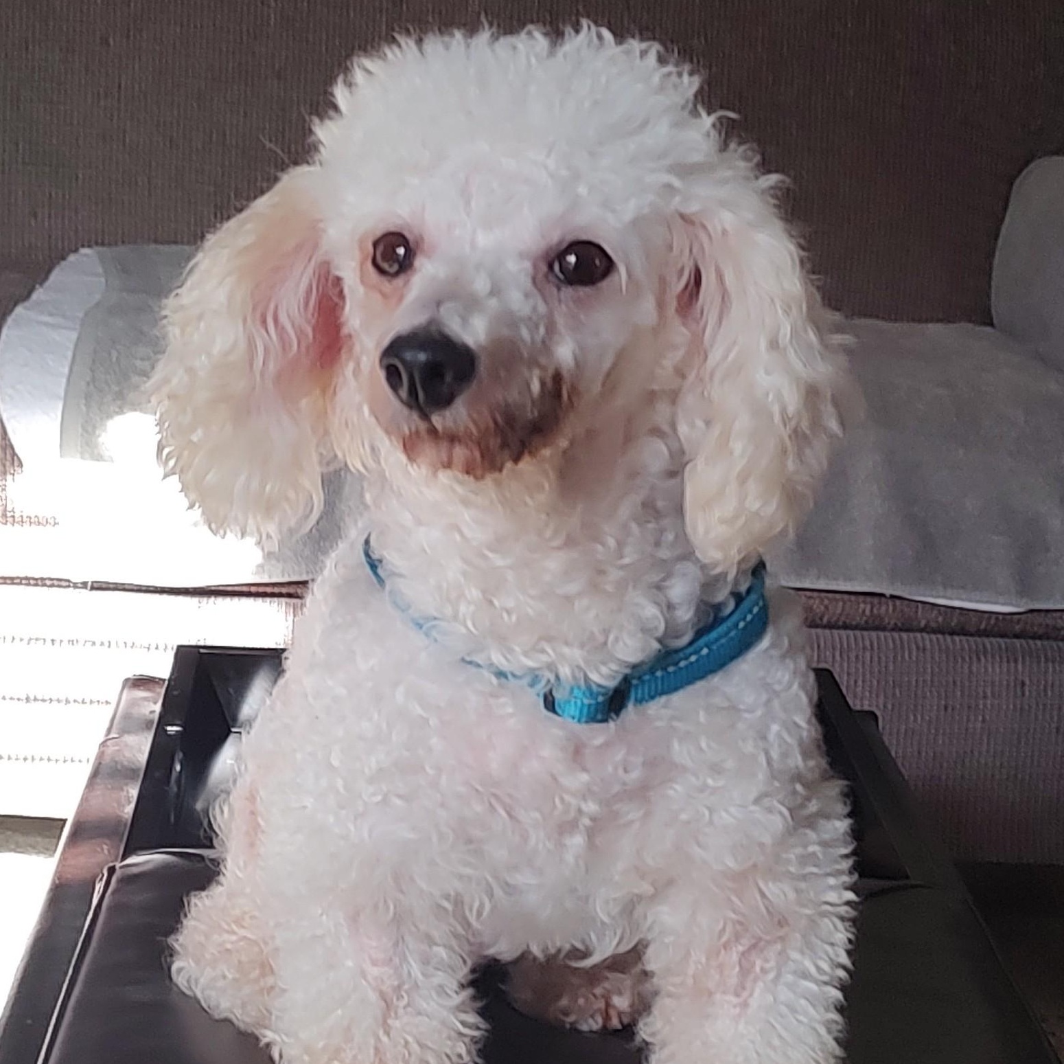 Ayrcyia, Adoptable, Senior Female Bichon Frise.
