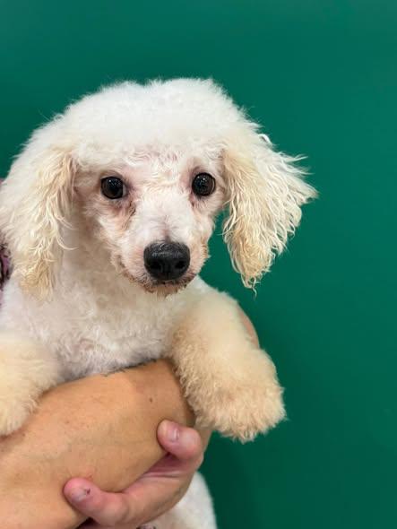 Ayrcyia, Adoptable, Senior Female Bichon Frise.