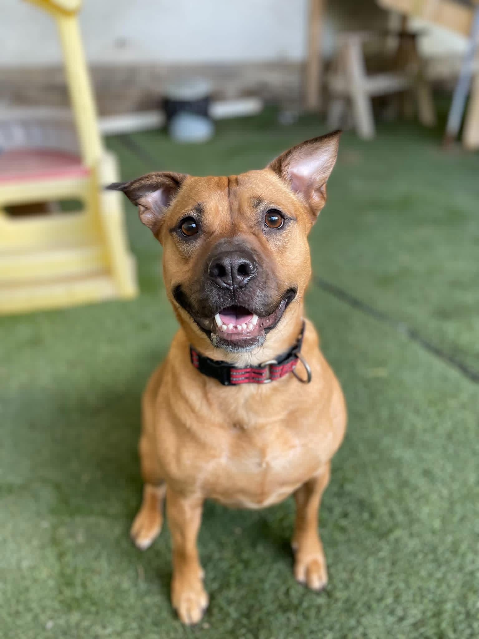 Enlarge Jada, a ADOPTABLE mixed breed in La Crosse, WI image 2/2