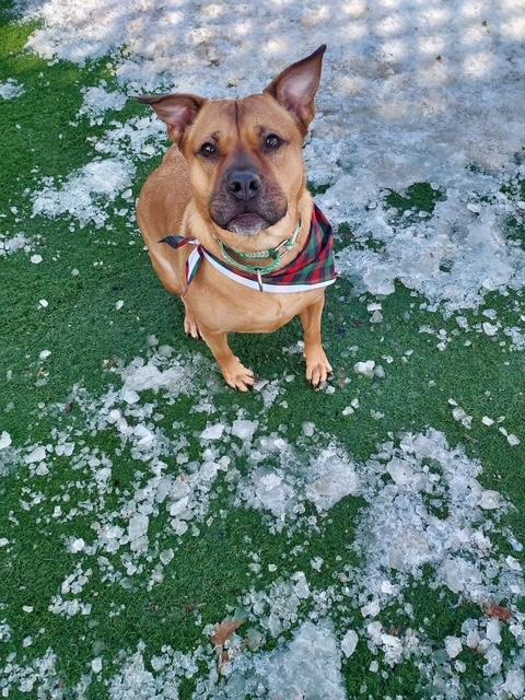 Jada, ADOPTABLE, Adult Female Pit Bull Terrier.
