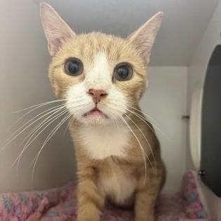 Enlarge Sugar, a Adopted Domestic Short Hair in Phoenixville, PA image 2/2