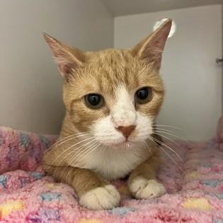 Enlarge Sugar, a Adopted Domestic Short Hair in Phoenixville, PA image 1/2
