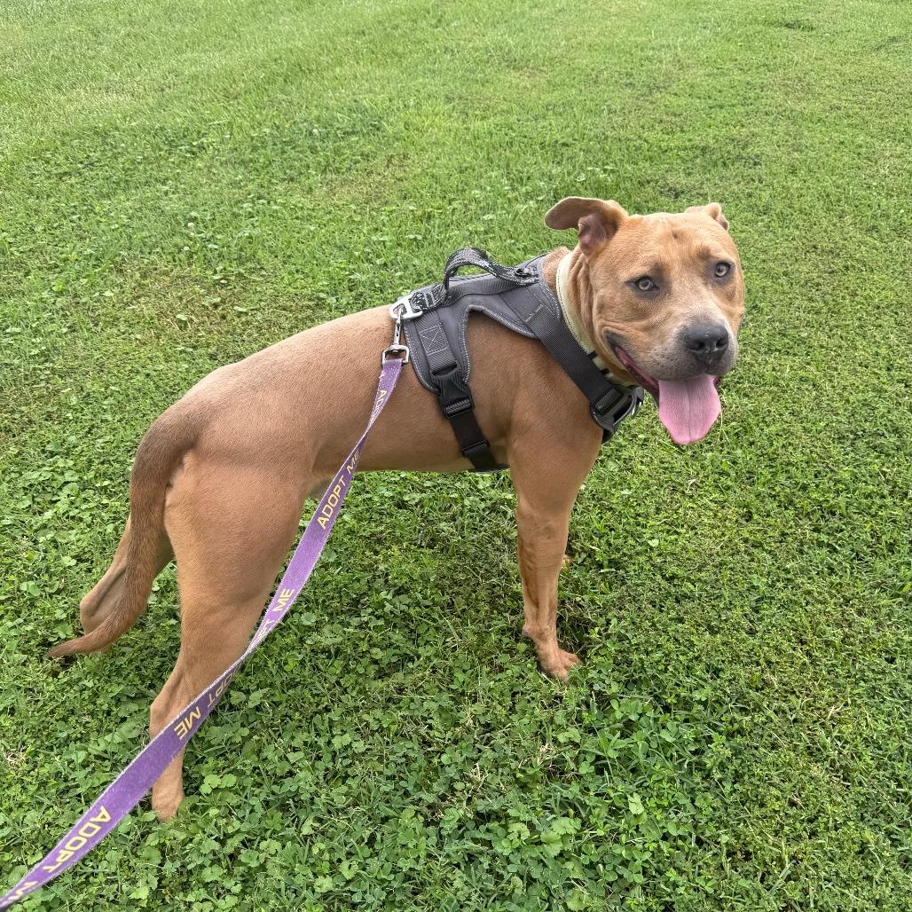 Ace, Adoptable, Adult Male Pit Bull Terrier.