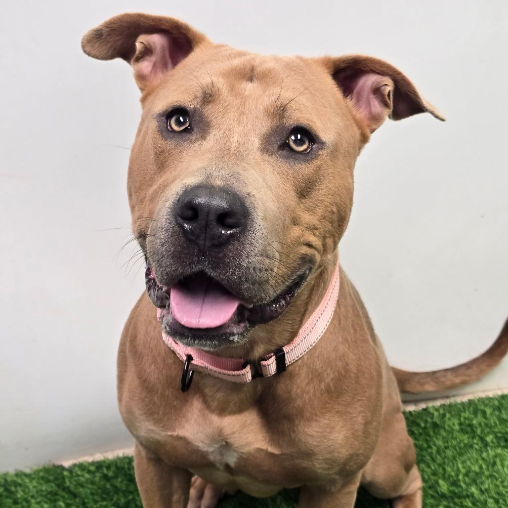 Enlarge Ace, a Adoptable Pit Bull Terrier in Columbia, MO image 2/5