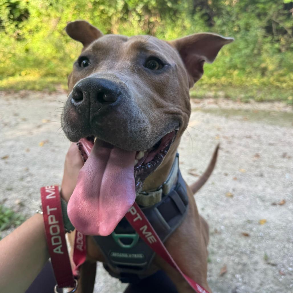 Enlarge Ace, a Adoptable Pit Bull Terrier in Columbia, MO image 3/5