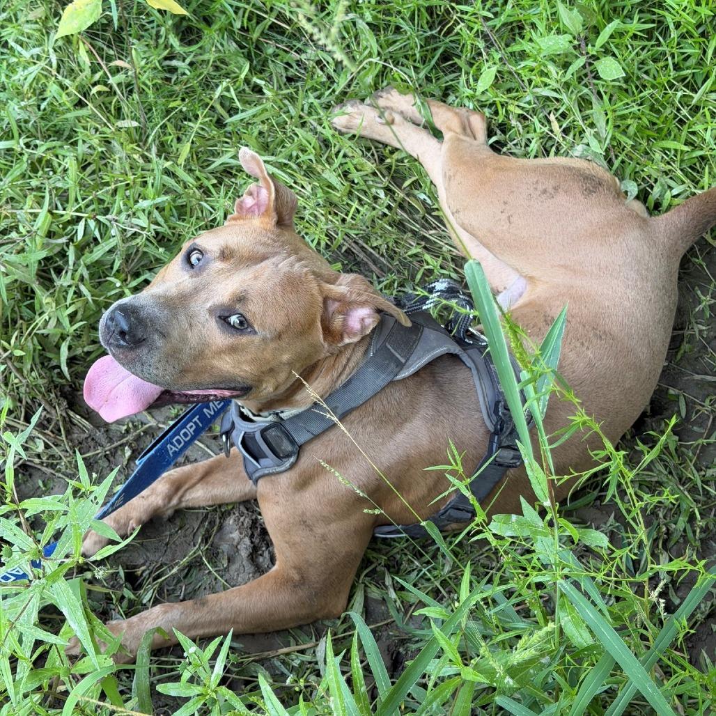 Enlarge Ace, a Adoptable Pit Bull Terrier in Columbia, MO image 4/5