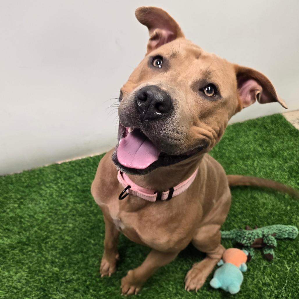 Enlarge Ace, a Adoptable Pit Bull Terrier in Columbia, MO image 5/5