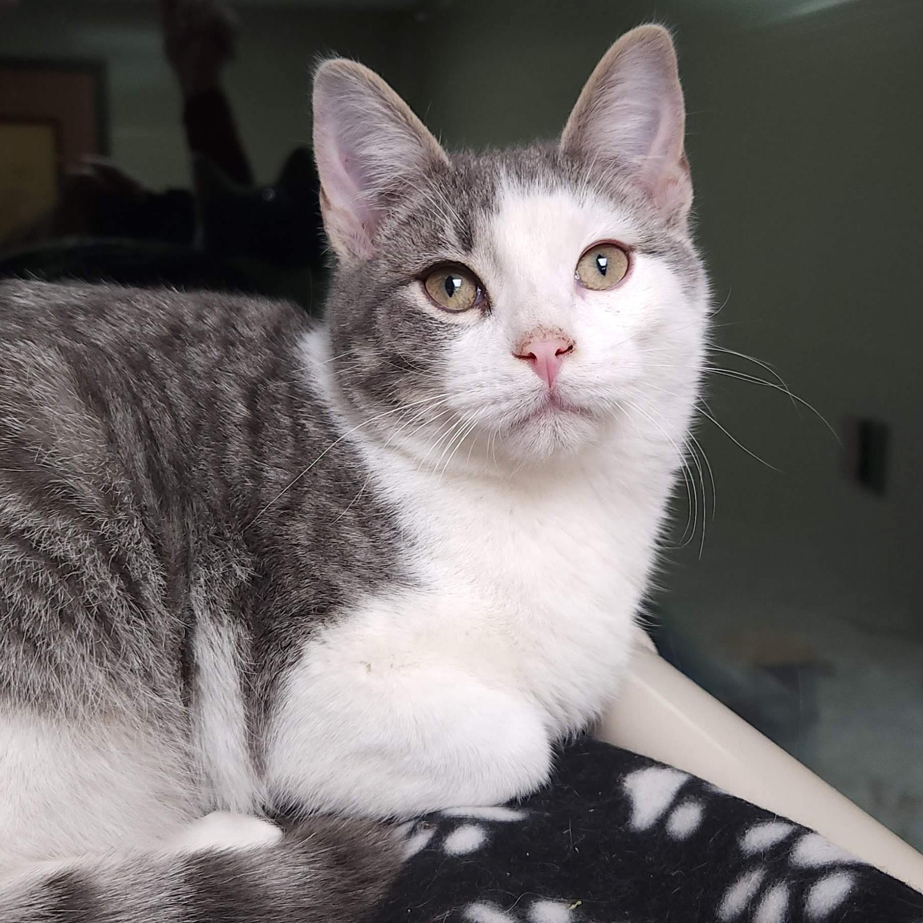 Enlarge Funfetti, a Adoptable Domestic Short Hair in Marshfield, WI image 3/3