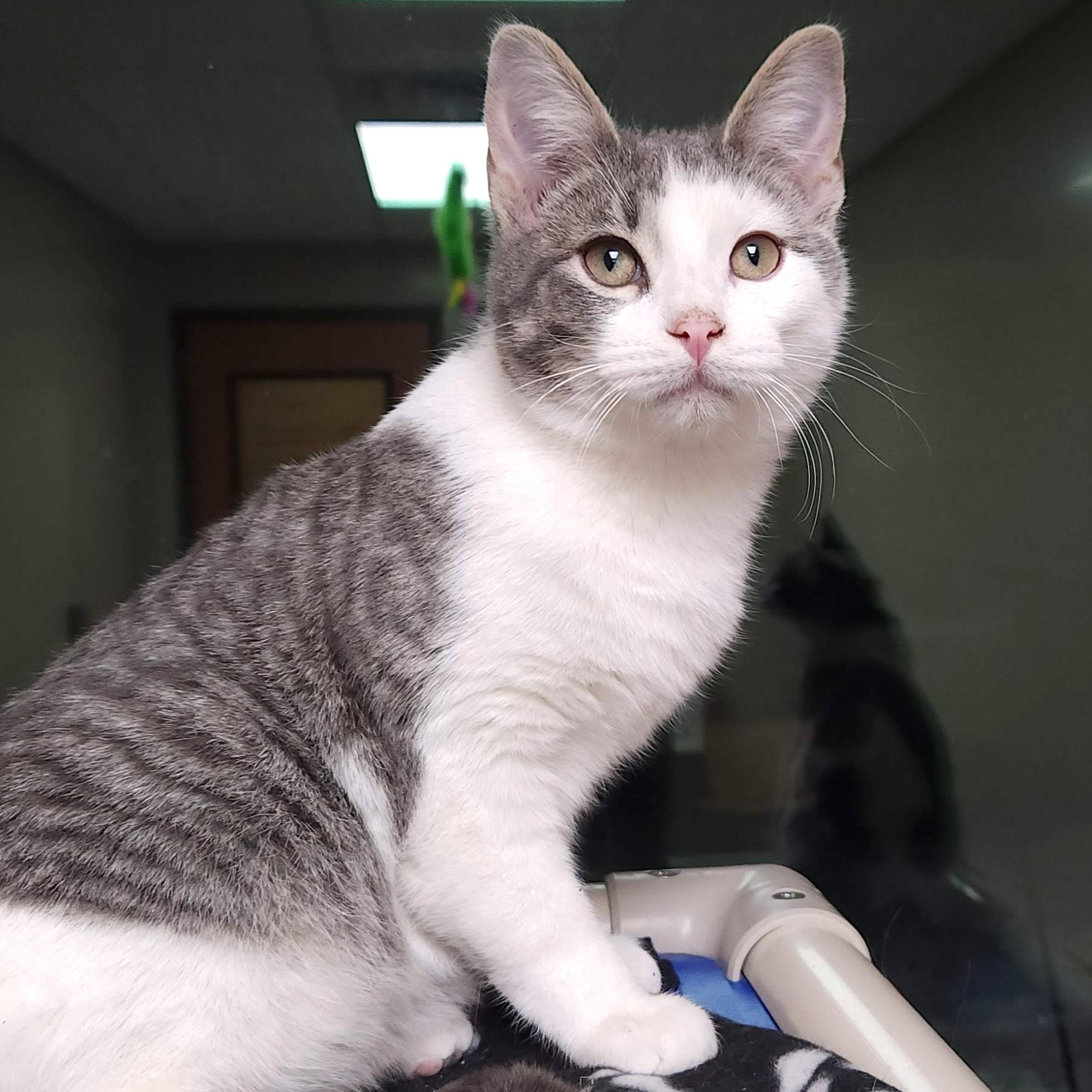 Enlarge Funfetti, a Adoptable Domestic Short Hair in Marshfield, WI image 2/3