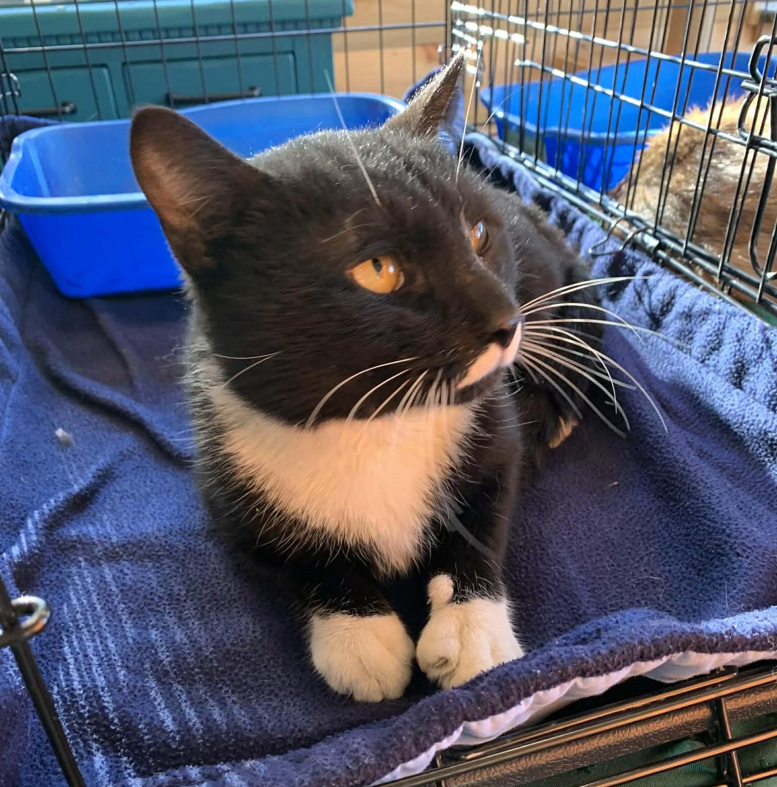 Yankee Doodle thumbnail 2