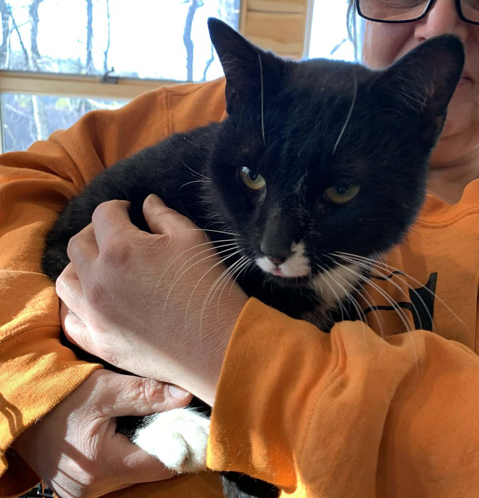 Yankee Doodle thumbnail 3