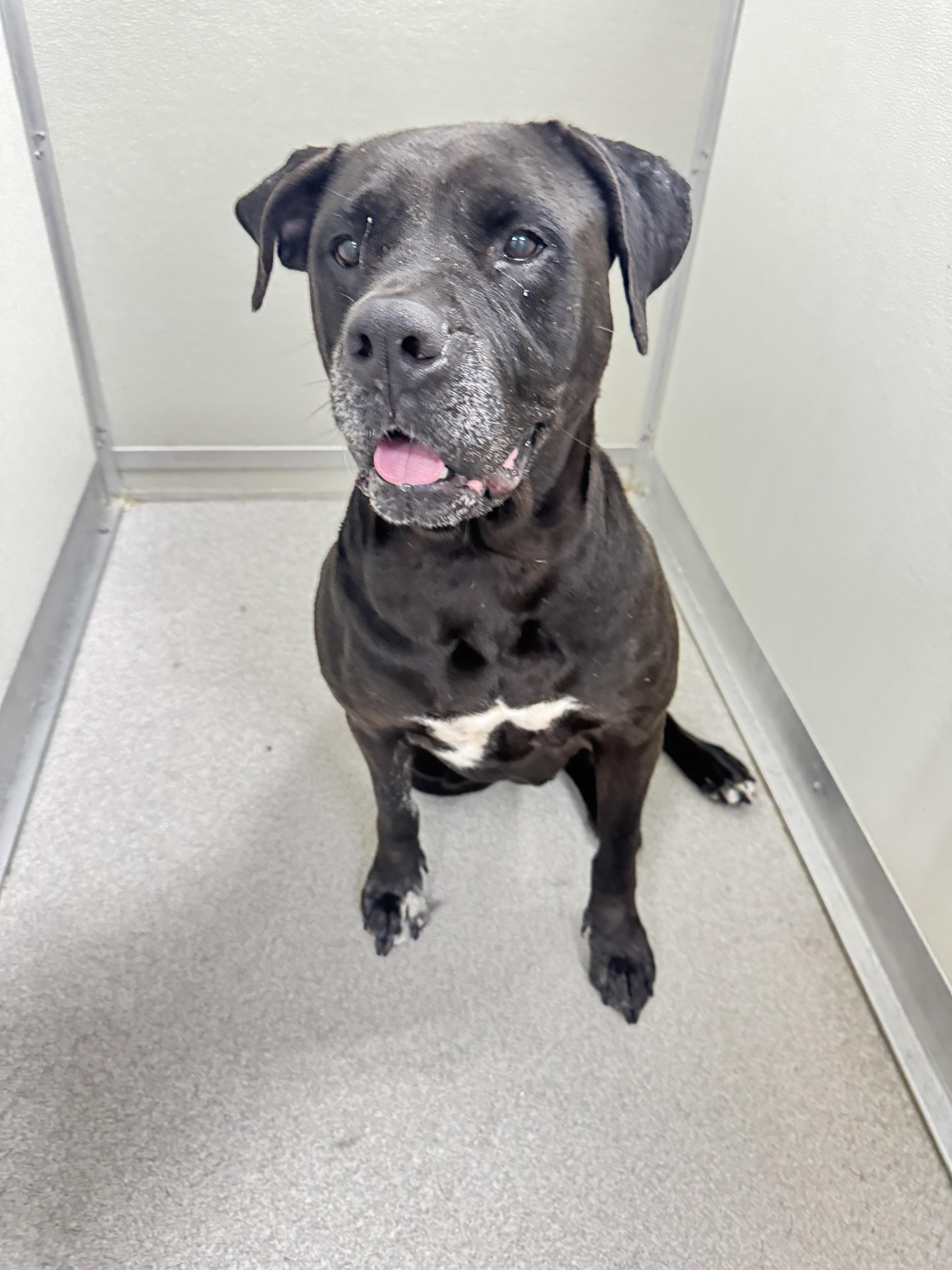 Enlarge Zoey, a ADOPTABLE mixed breed in Brentwood, TN image 4/5
