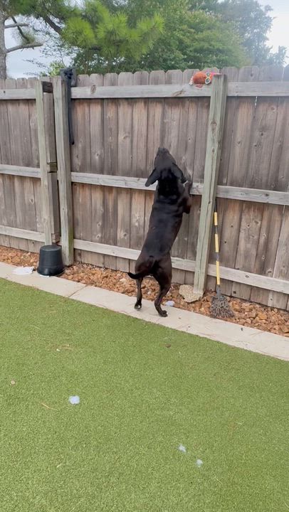 Enlarge Zoey, a ADOPTABLE mixed breed in Brentwood, TN video 5/5