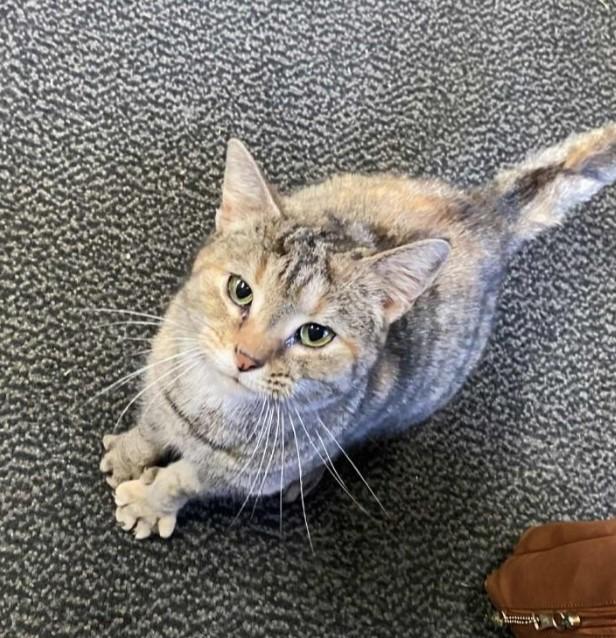 Enlarge Lana, a Adoptable Domestic Short Hair in Bethel Park, PA image 1/6