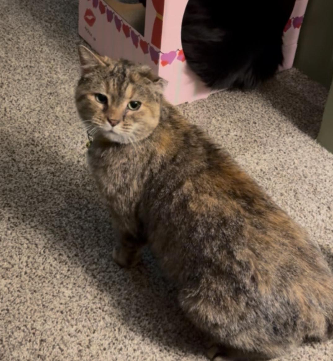 Enlarge Lana, a Adoptable Domestic Short Hair in Bethel Park, PA image 3/6