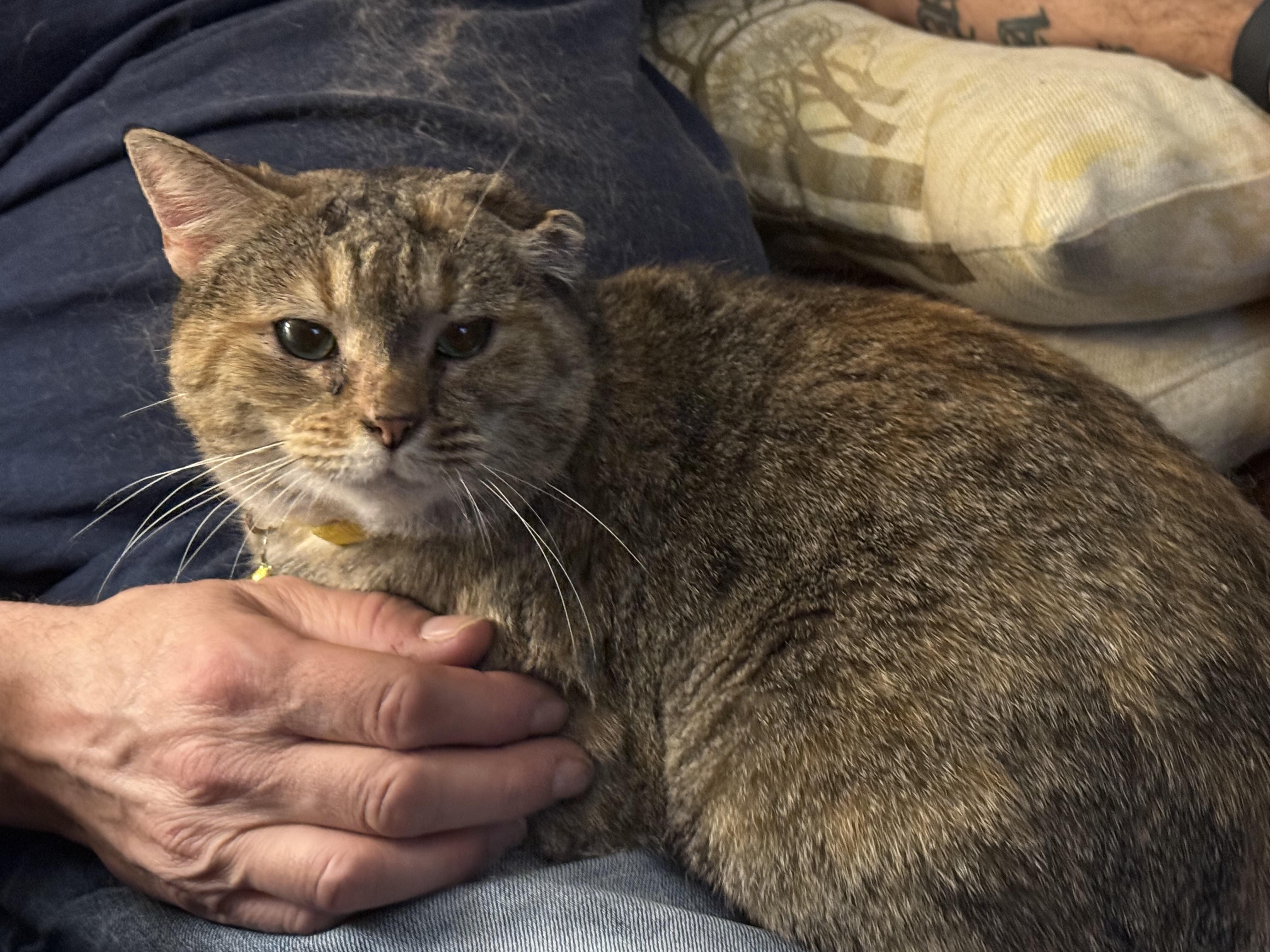 Enlarge Lana, a Adoptable Domestic Short Hair in Bethel Park, PA image 5/6