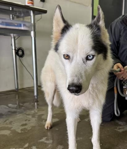 JOKER, Adoptable, Adult Male Siberian Husky.
