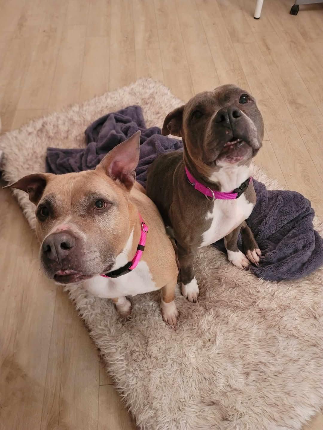 Enlarge Ella and Mya - "The Golden Girls", a Adoptable American Bully in Abbotsford, BC image 3/4