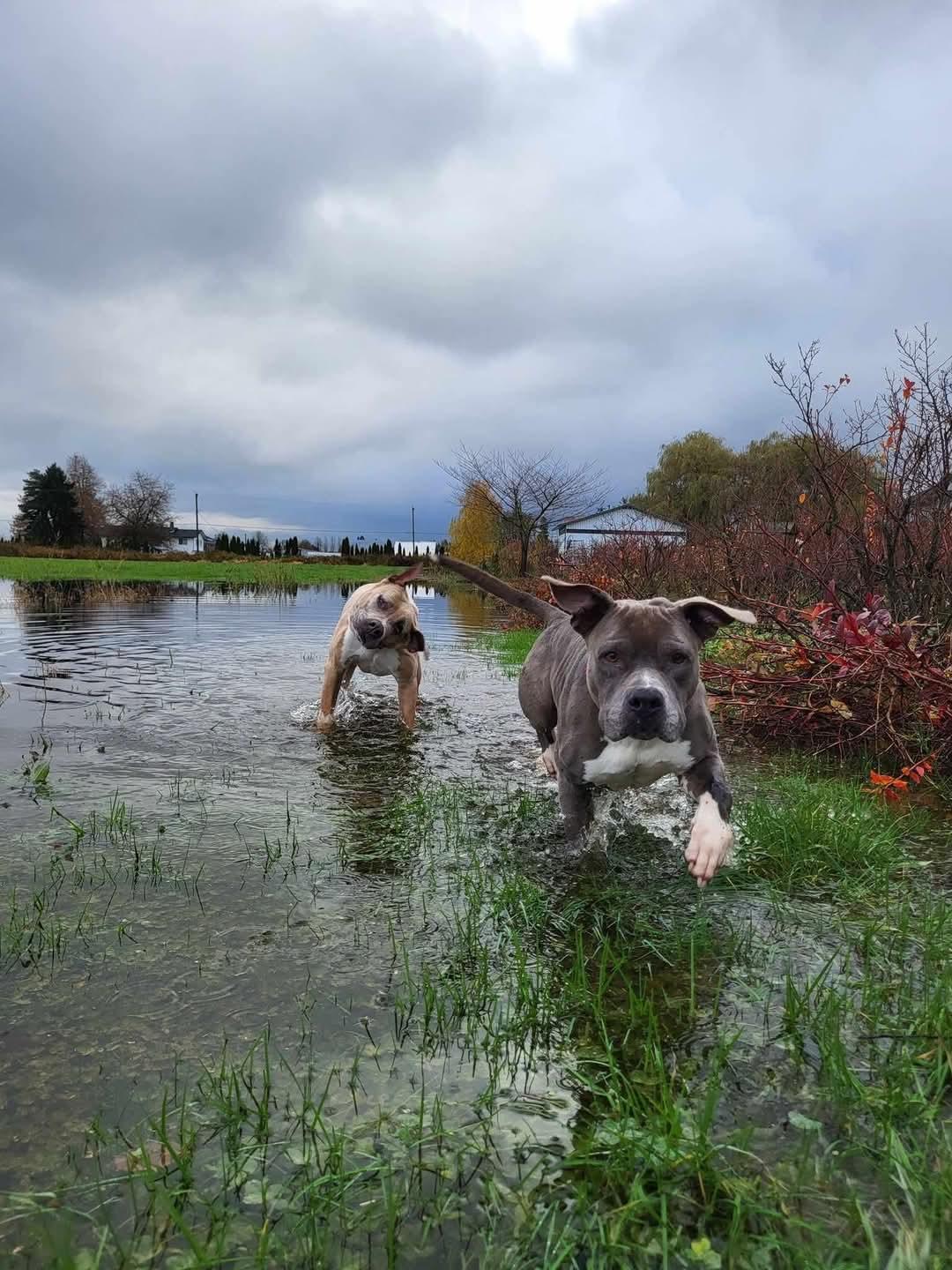 Enlarge Ella and Mya - "The Golden Girls", a Adoptable American Bully in Abbotsford, BC image 2/4