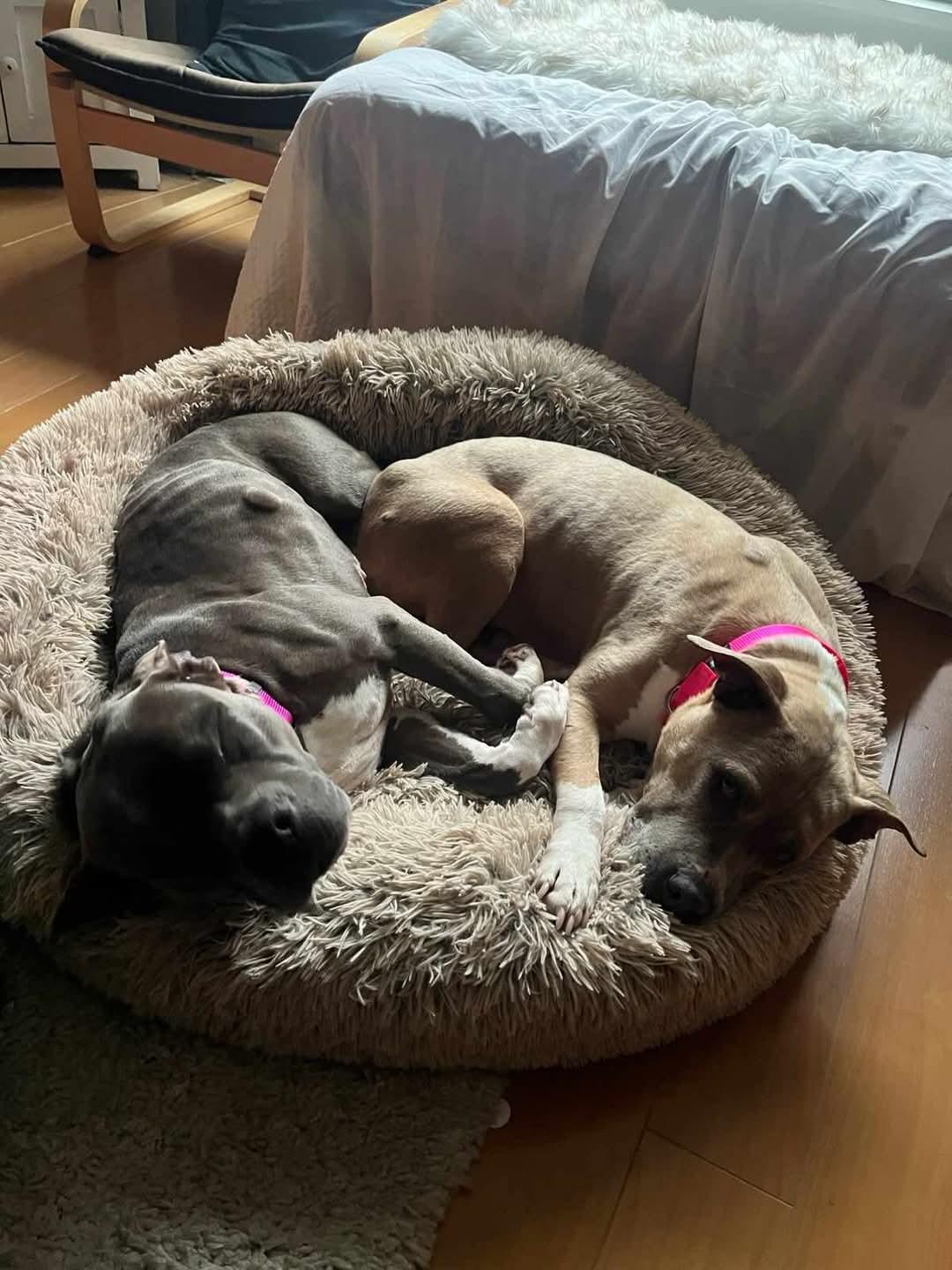 Enlarge Ella and Mya - "The Golden Girls", a Adoptable American Bully in Abbotsford, BC image 4/4