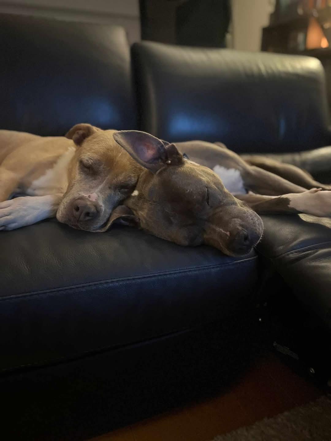 Ella and Mya - "The Golden Girls", Adoptable, Senior Female American Bully.