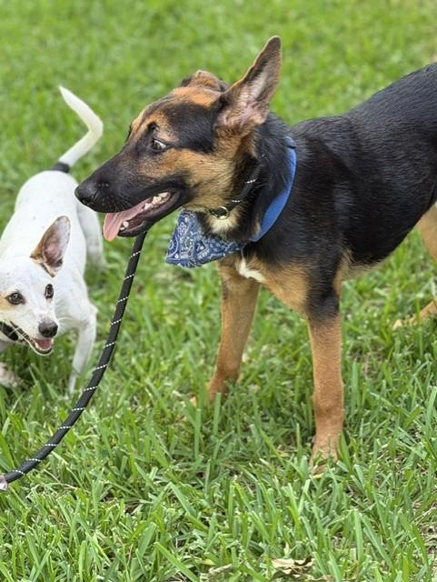 Enlarge Barnaby, a Adoptable mixed breed in Brattleboro, VT image 3/5