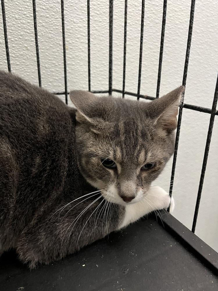 Ender, Adoptable, Kitten Male Domestic Short Hair.