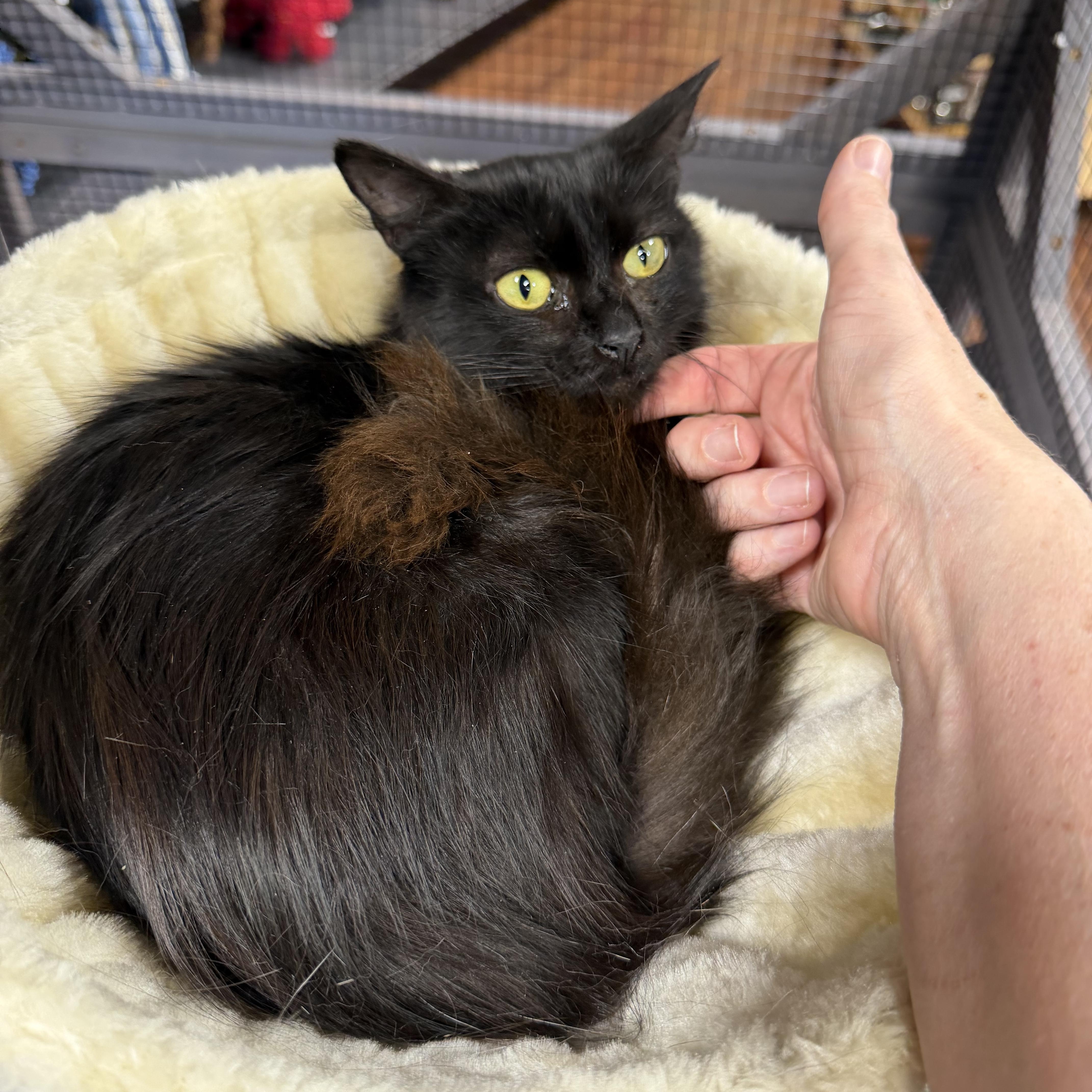 Anna, a ADOPTABLE Domestic Long Hair in Woodstock, GA image 1/3