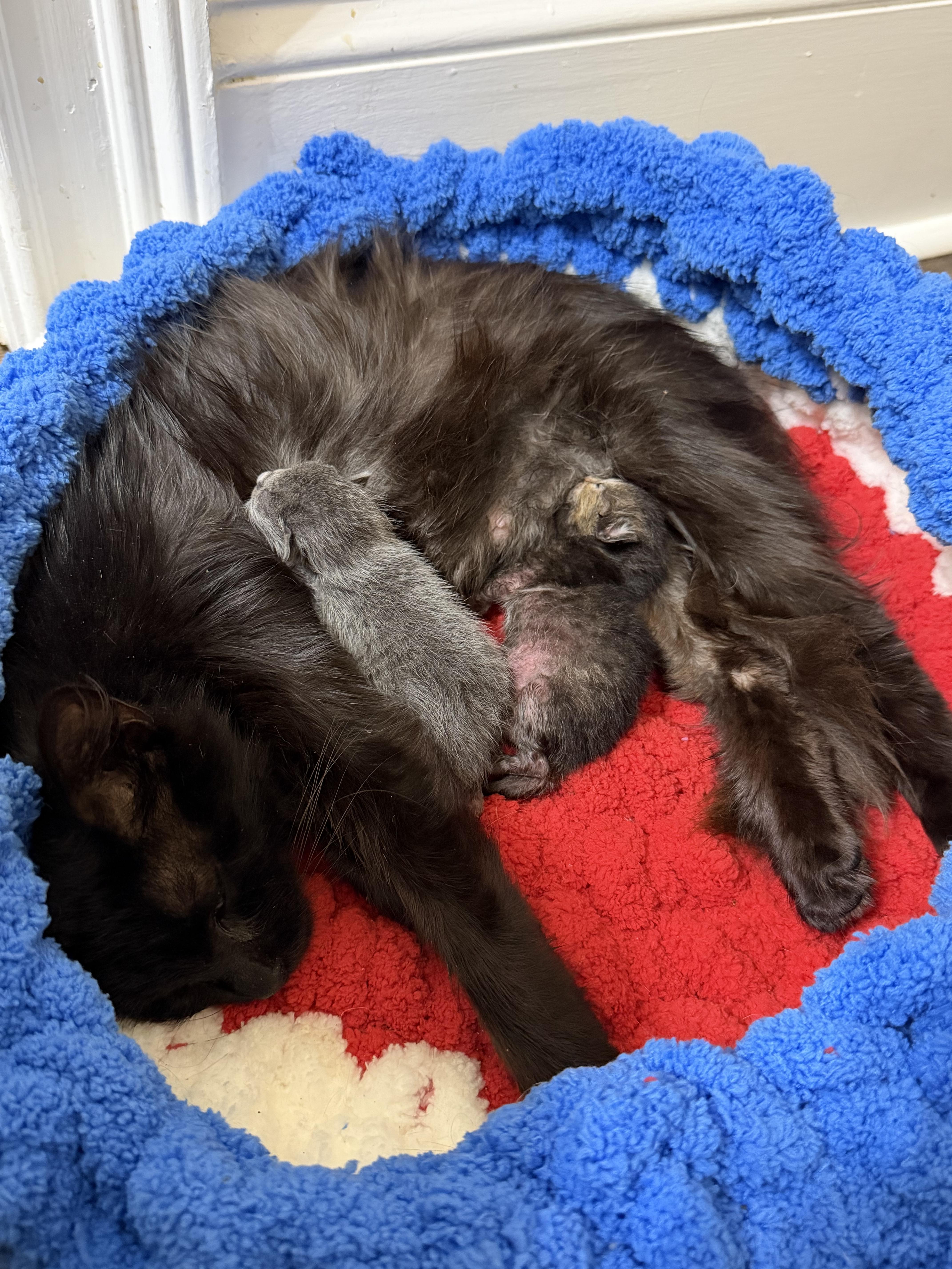 Anna, a ADOPTABLE Domestic Long Hair in Woodstock, GA image 3/3