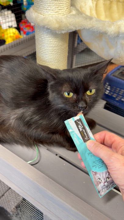 Enlarge Anna, a ADOPTABLE Domestic Long Hair in Woodstock, GA video 2/3