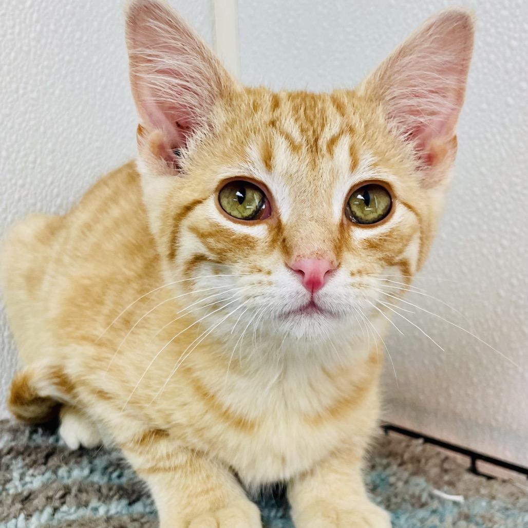 Enlarge Colby, a Adoptable Domestic Short Hair in Lebanon, MO image 1/2