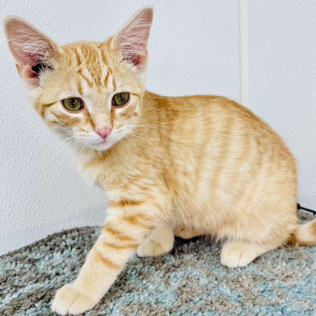 Enlarge Colby, a Adoptable Domestic Short Hair in Lebanon, MO image 2/2