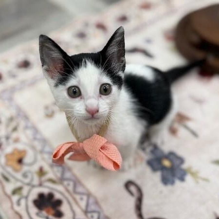 Dot Teeny Tiny Heart Stealer