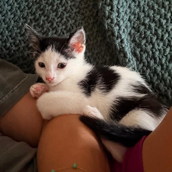 Dot Teeny Tiny Heart Stealer — thumbnail 2