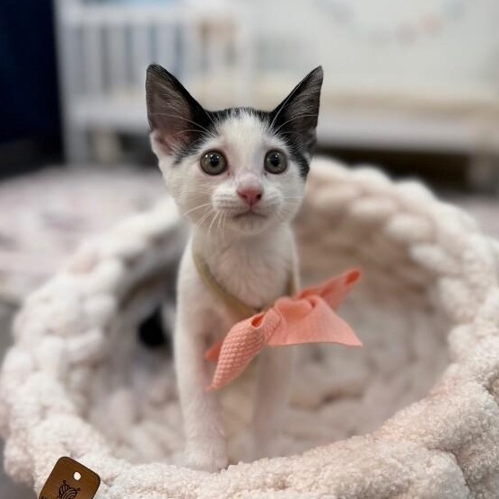 Dot Teeny Tiny Heart Stealer — thumbnail 4