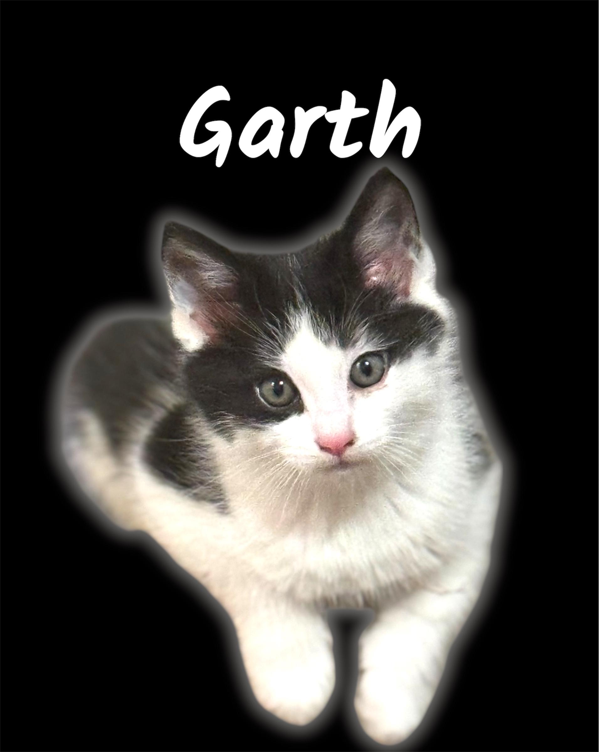 Garth, adopted, Kitten Male Domestic Short Hair.