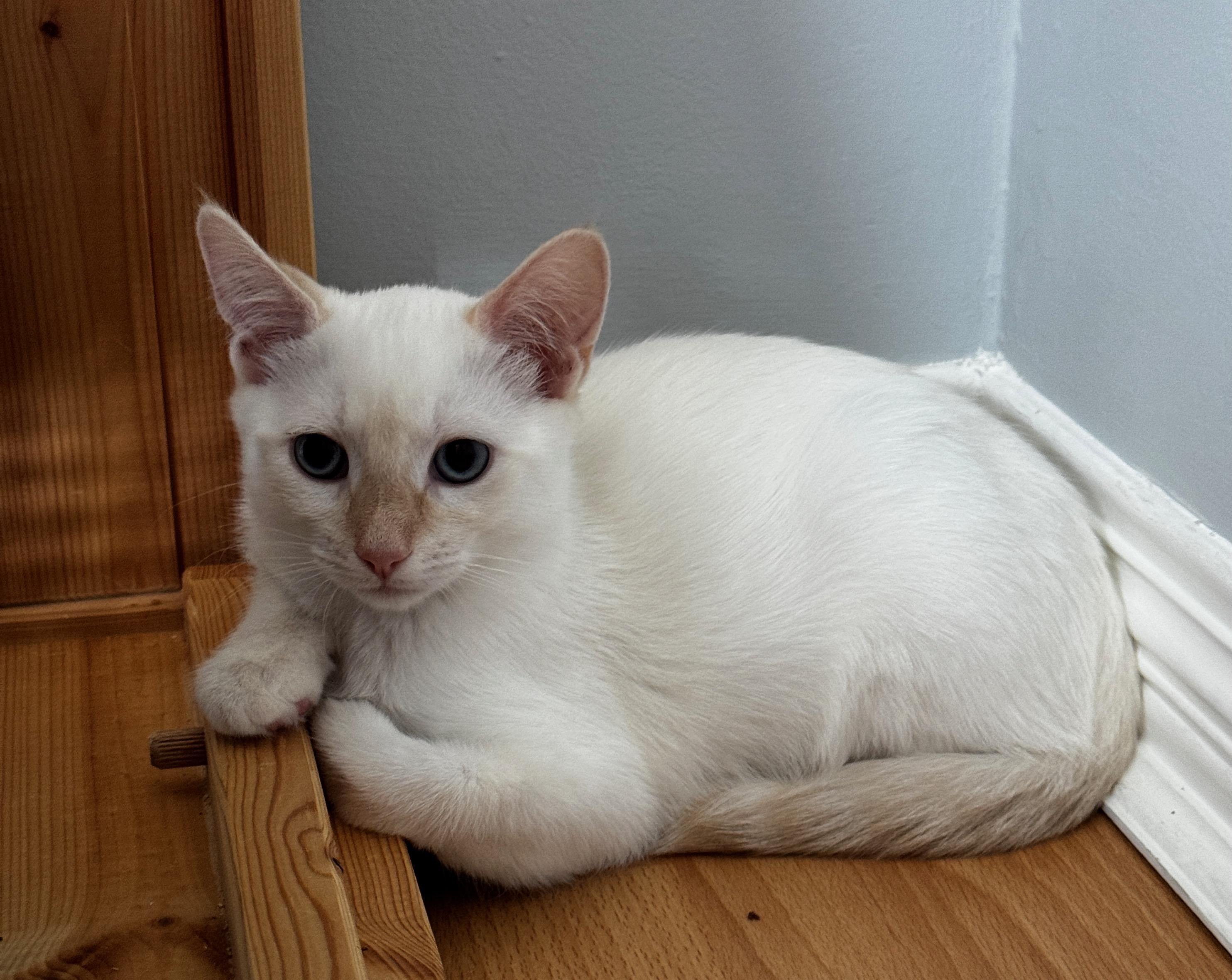 Walter, ADOPTABLE, Kitten Male Siamese.