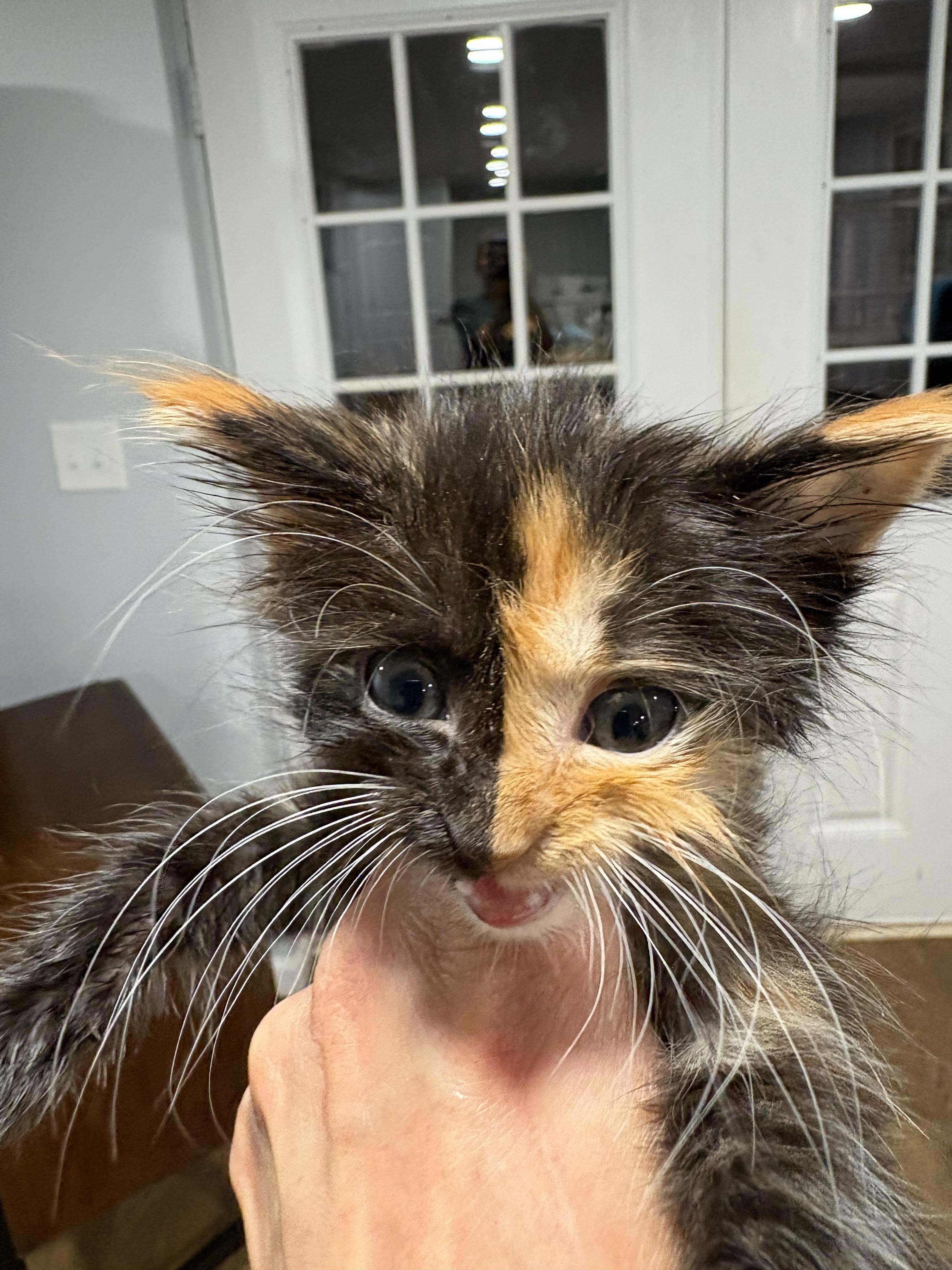 Phoebe 2026-352, Adopted, Kitten Female Domestic Long Hair.