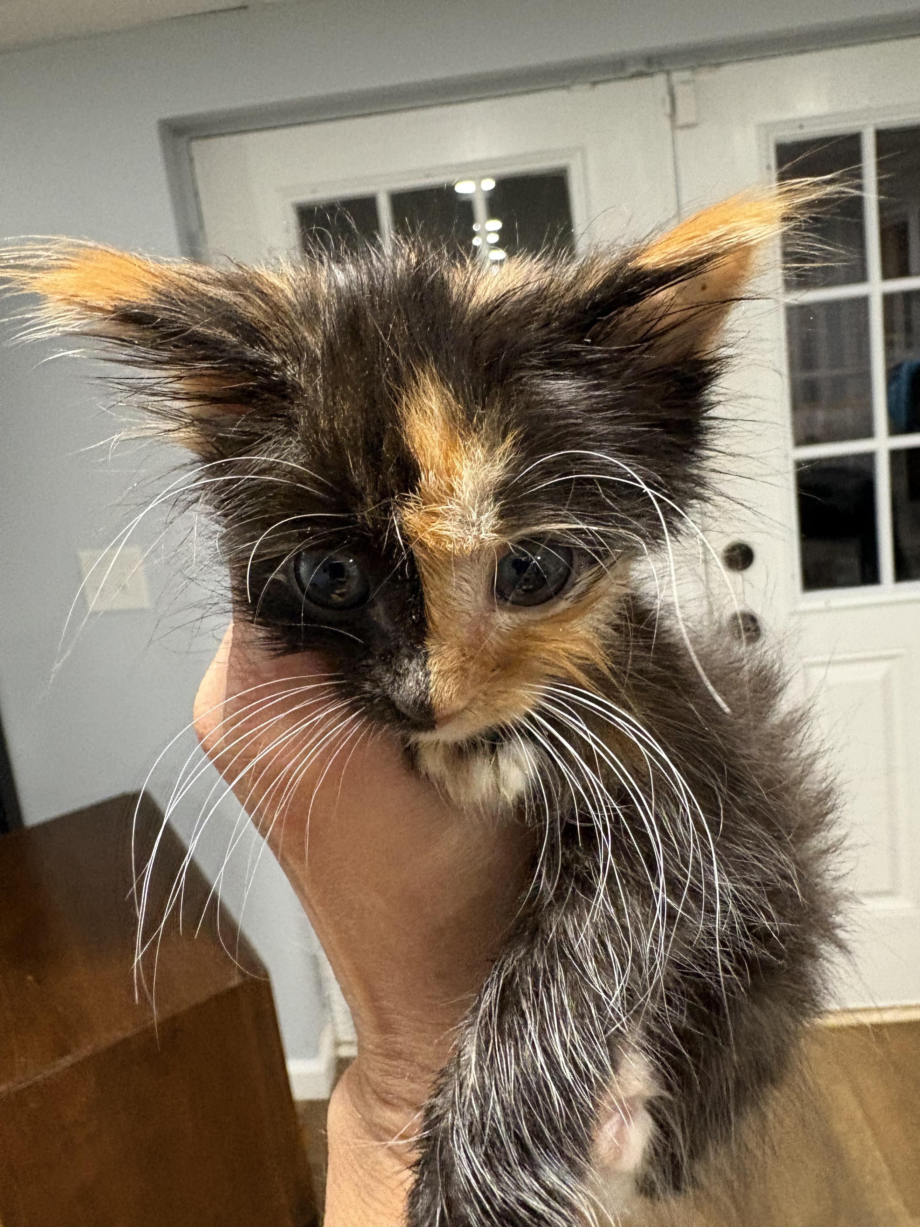 Enlarge Phoebe 2026-352, a Adopted Domestic Long Hair in Winder, GA image 2/5