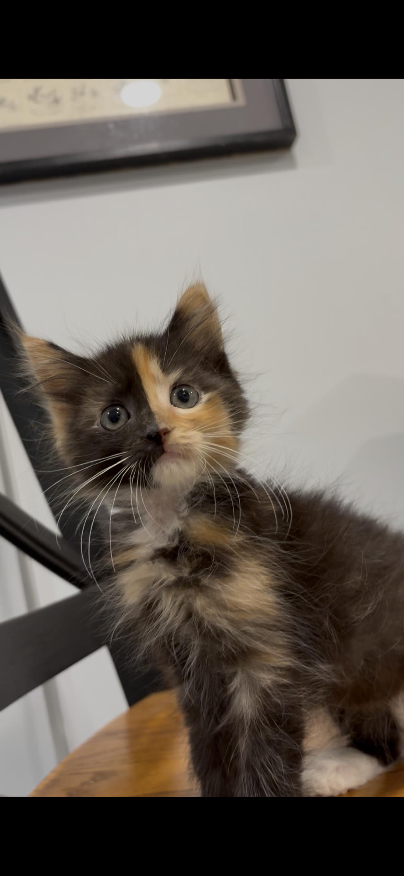 Enlarge Phoebe 2026-352, a Adopted Domestic Long Hair in Winder, GA image 3/5