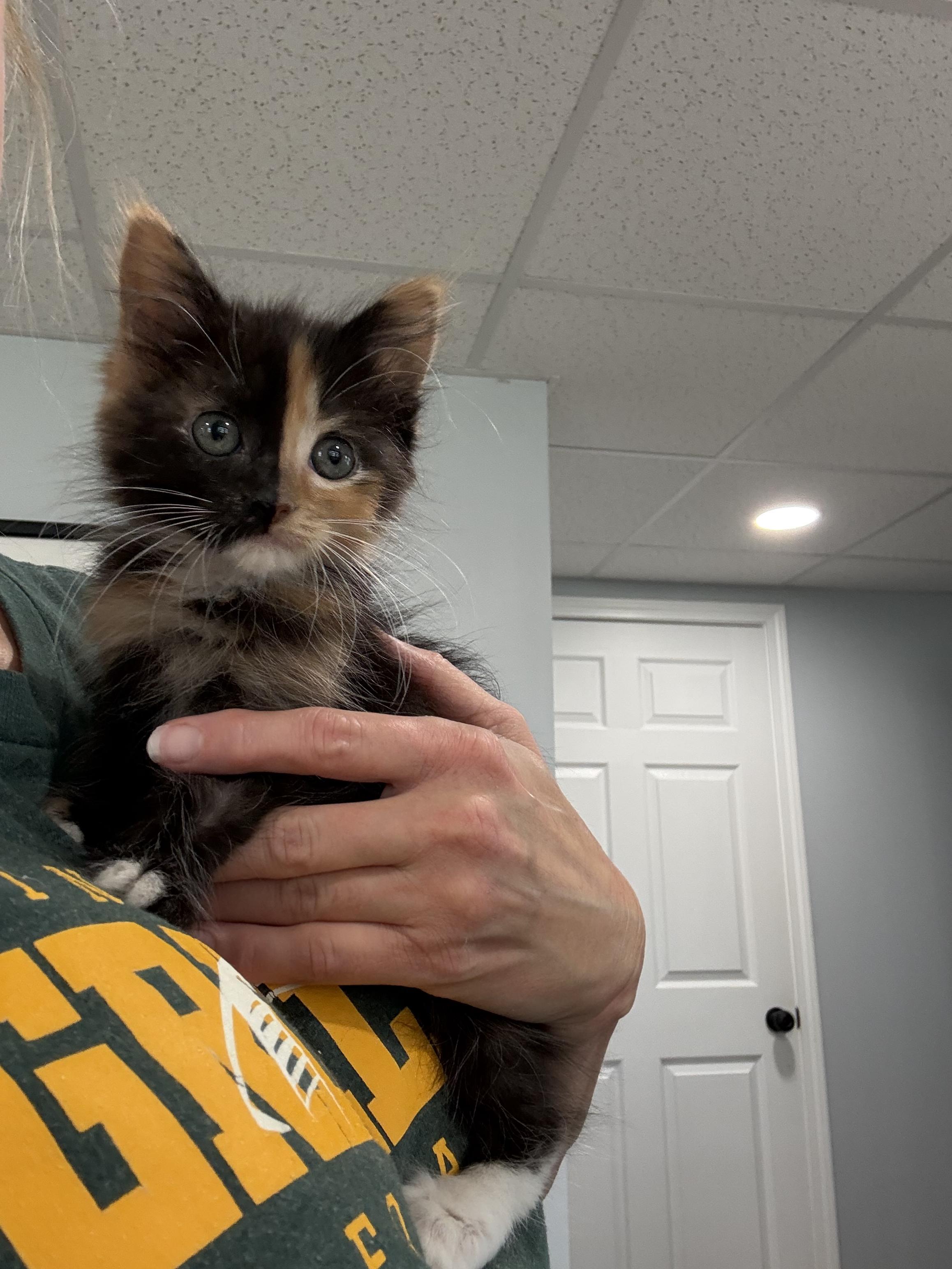 Enlarge Phoebe 2026-352, a Adopted Domestic Long Hair in Winder, GA image 4/5