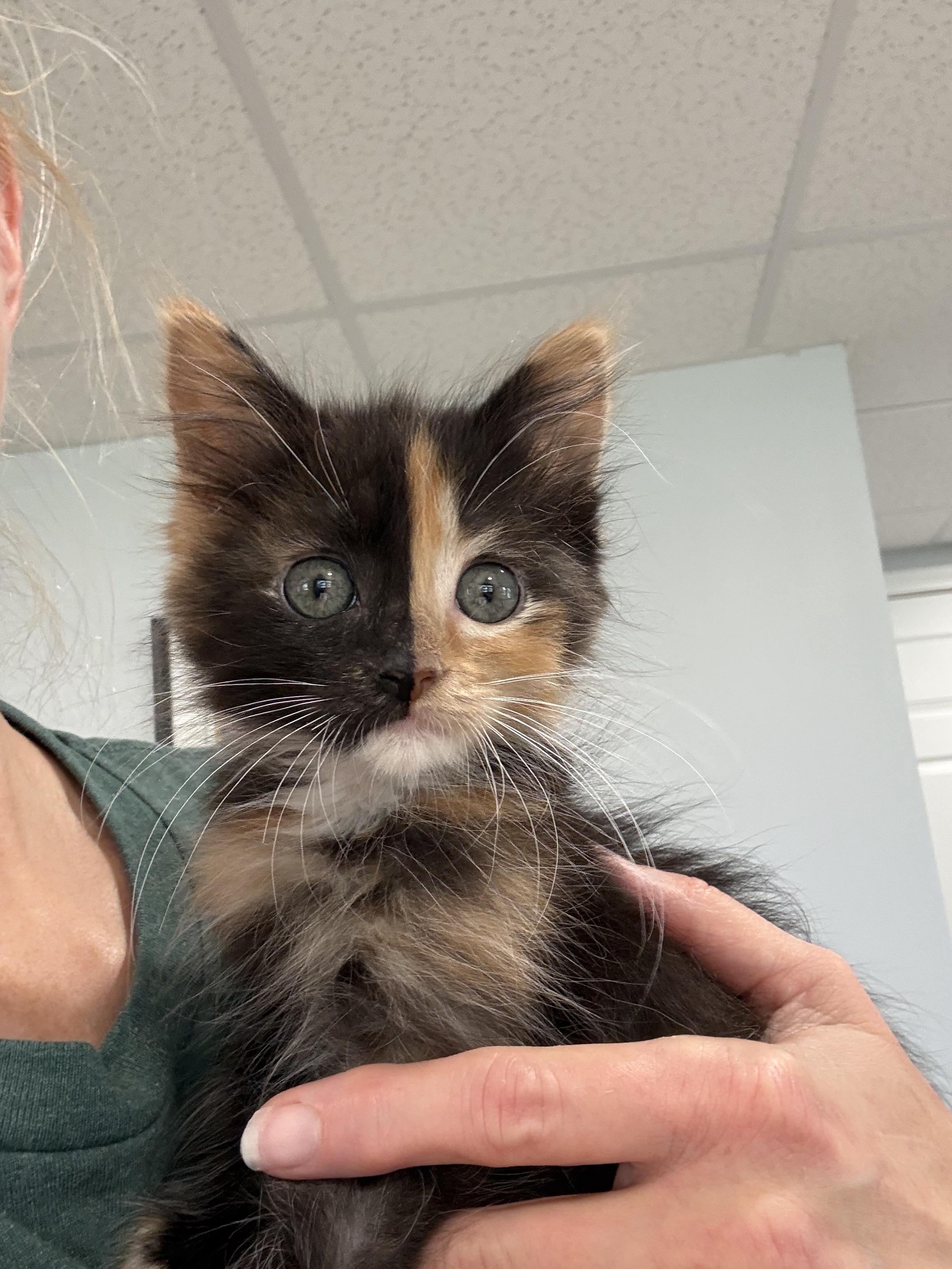 Enlarge Phoebe 2026-352, a Adopted Domestic Long Hair in Winder, GA image 5/5