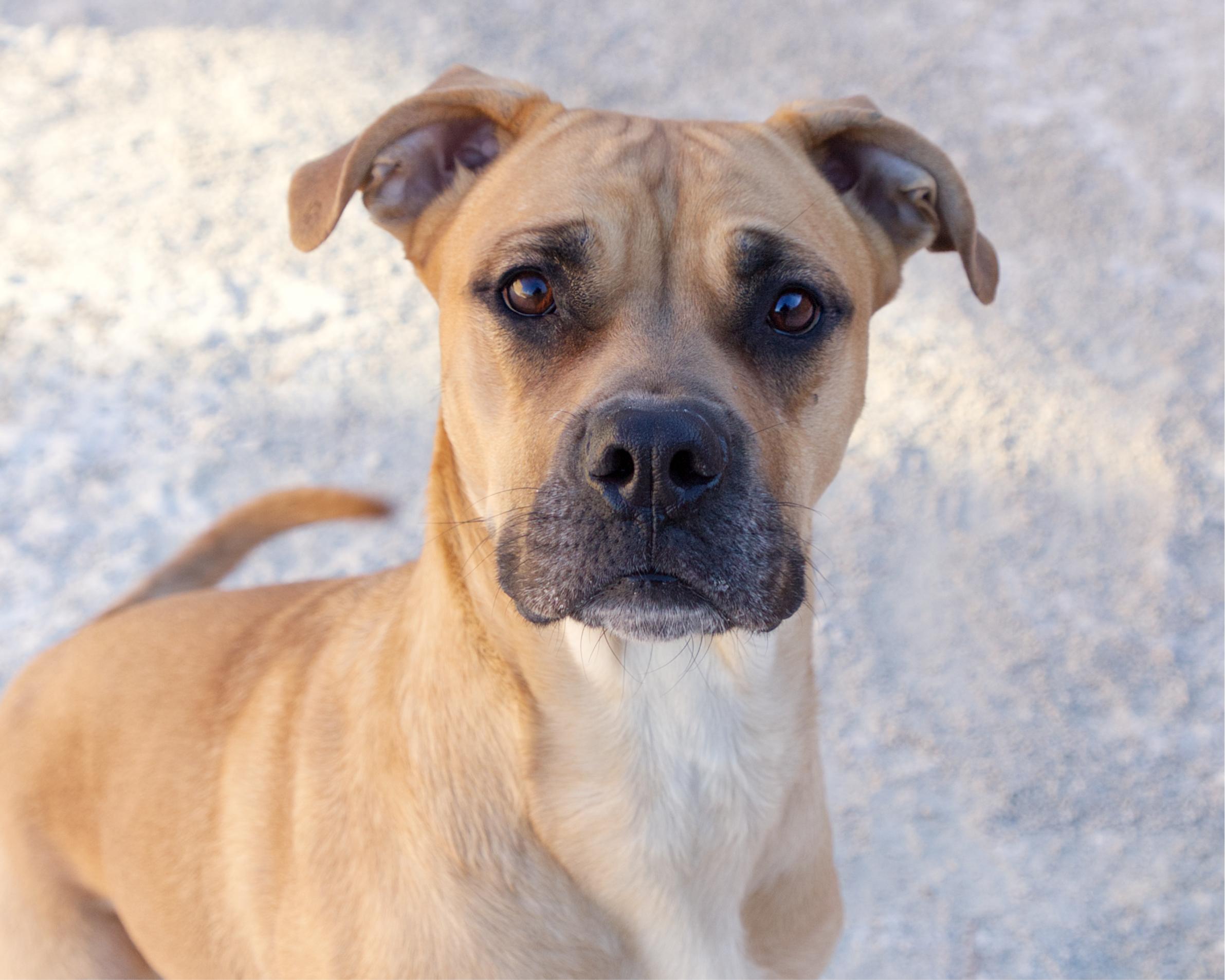 Hazel, adoptable, Adult Female Boxer & Mastiff.