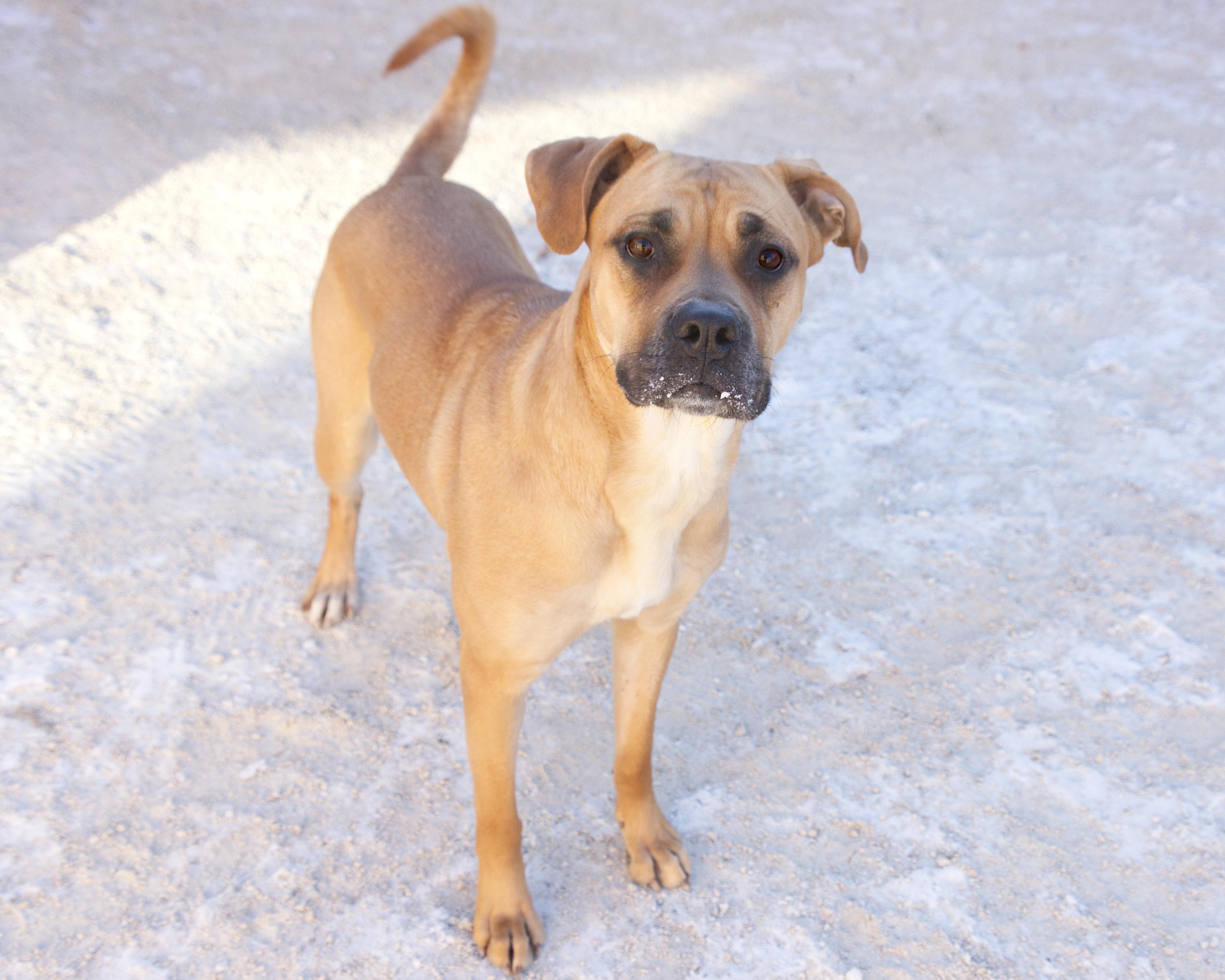 Hazel, an adoptable mixed breed in Winnipeg, MB image 2/2