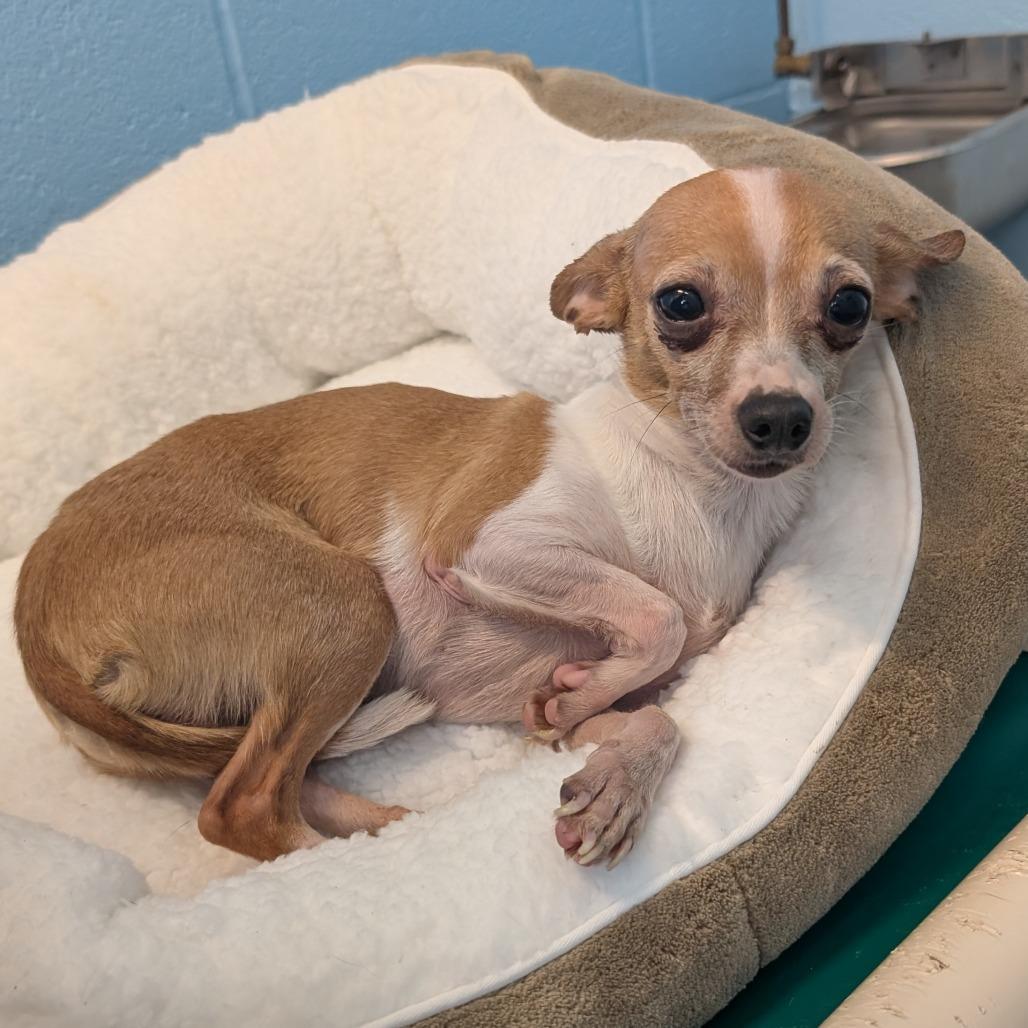 Style, Adoptable, Senior Female Chihuahua.